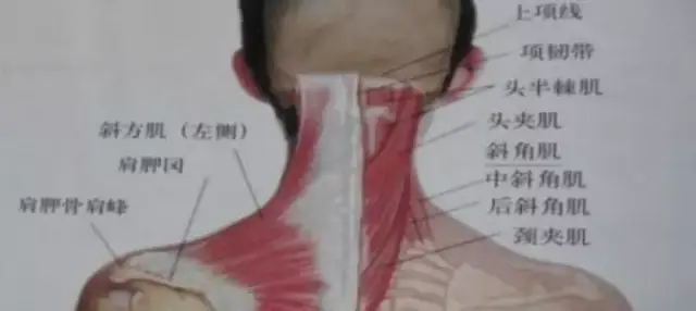 他战绩亦不俗资历比元帅深当过代理总长若身